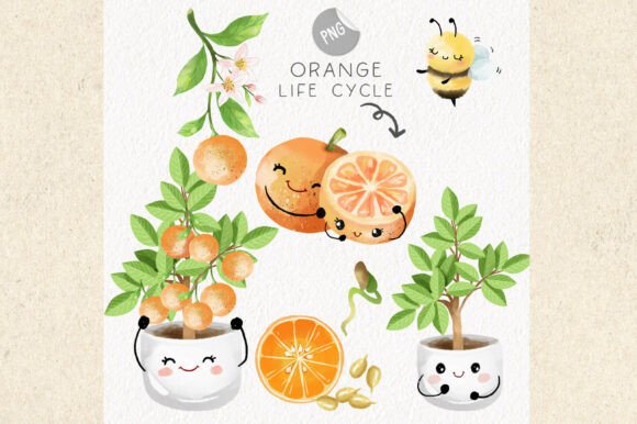 Download Orange Life Cycle Clipart - Art Collection